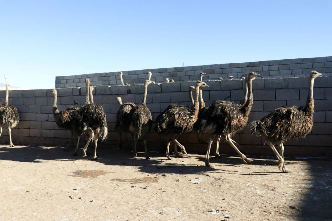 Bu yumurta tam 25 tavuk yumurtasına denk geliyor 4
